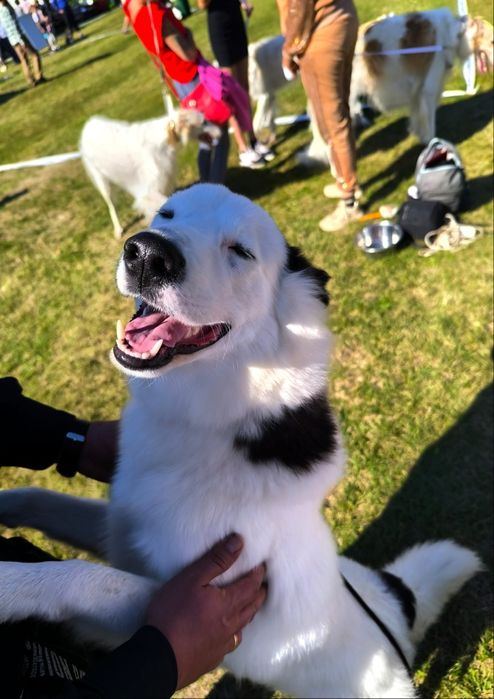 Suczka Aria łajka jakucka FCI metryka chip umowa wyprawka do odbioru