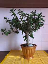 Толстянка денежное дерево (Crassula ovata) крассула h-65см растение