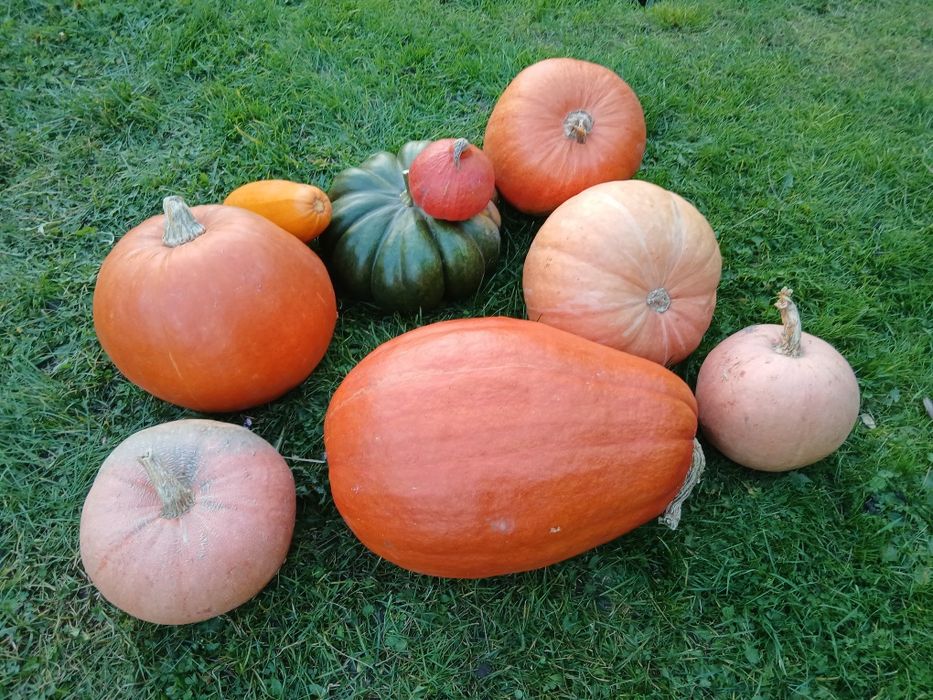Dynia jadalna halloween hokkaido ozdobna