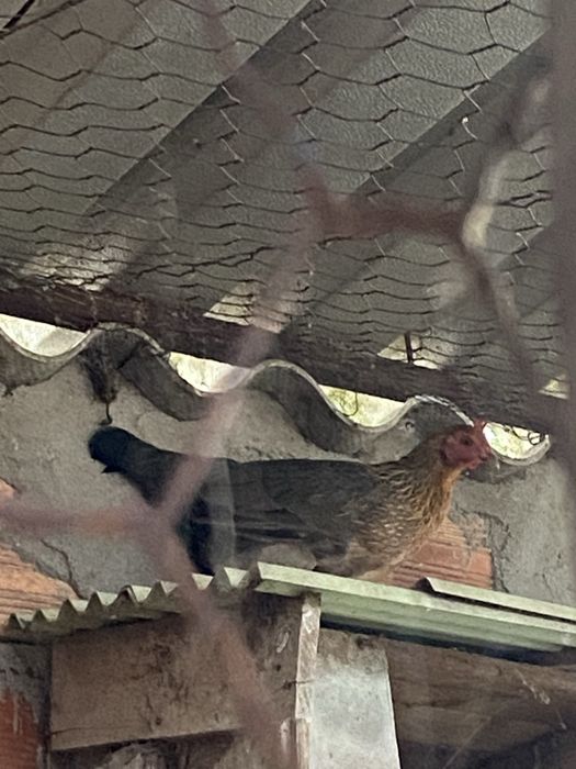 Galinha (cócó) no valado dos frades, cor acastanhada