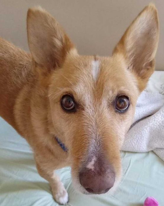 Deco para adoção responsável