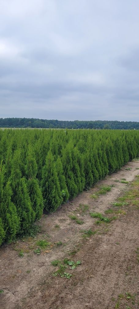 Tuja Smaragd 100 cm tuje 80 szmaragd wysyłka thuje 120 Białystok