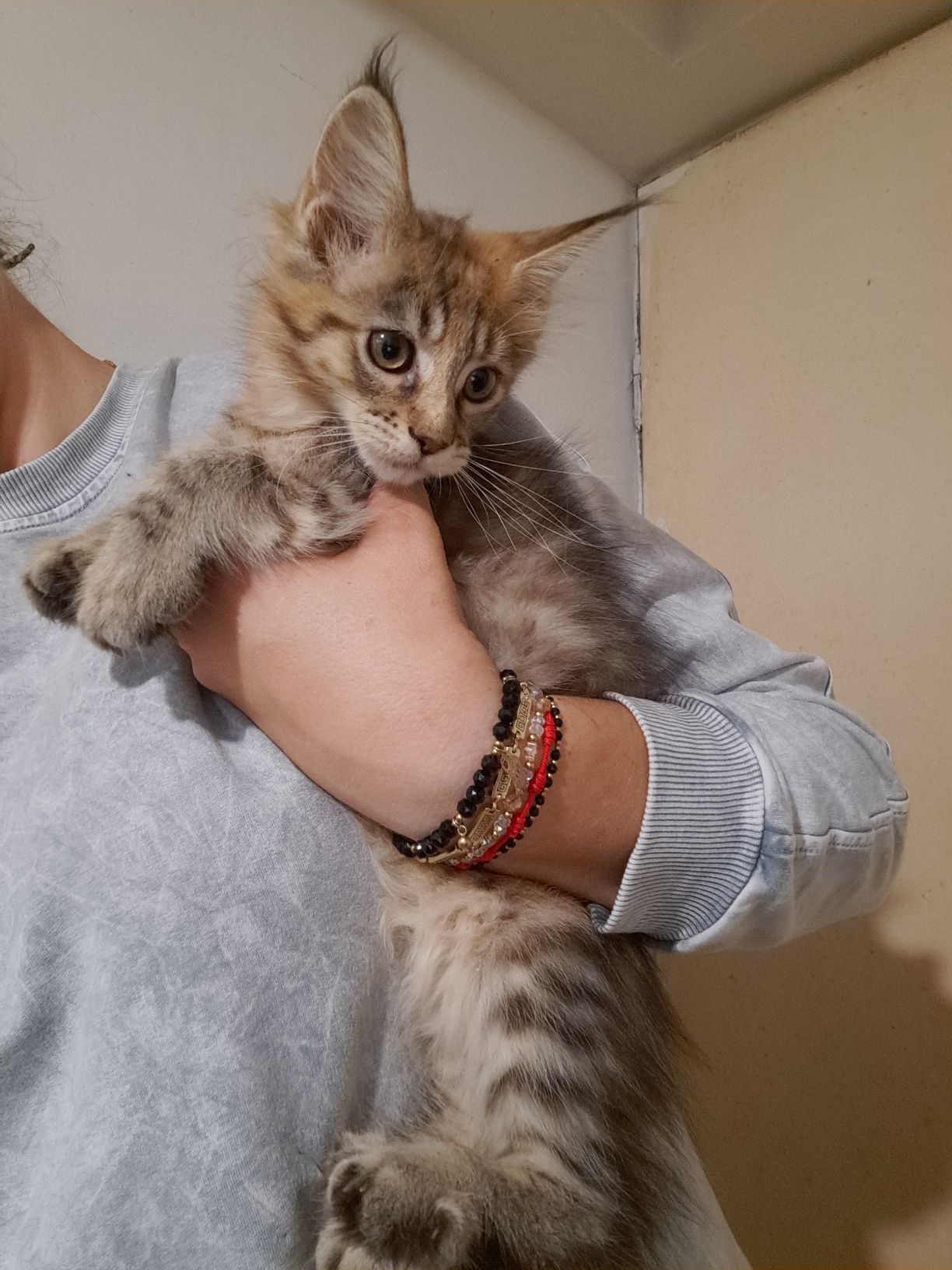 Kotła maine coon