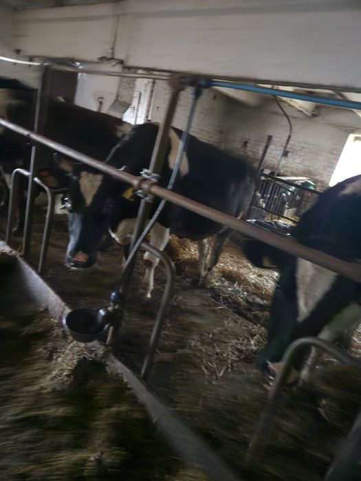 Krowy i jalowki cielne