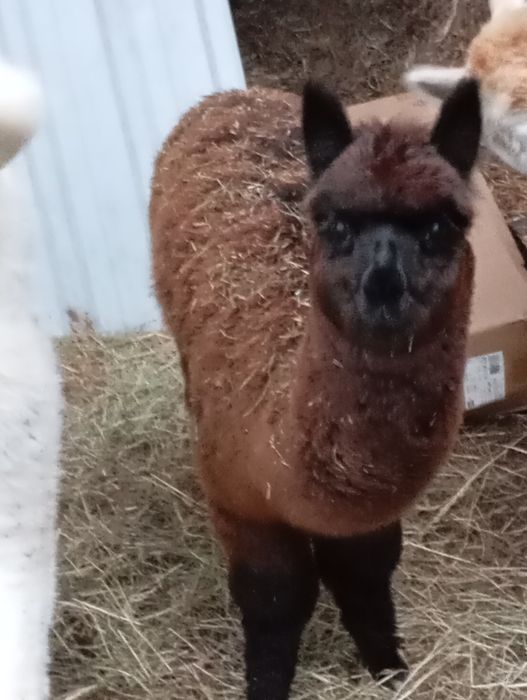 Samica -  młoda alpaka samiczka  huacaya z hodowli  Red Alapca