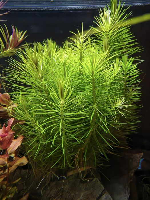 Pogostemon erectus roślina akwariowa