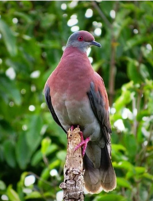 Casal de pombos patagioenas cayenensis