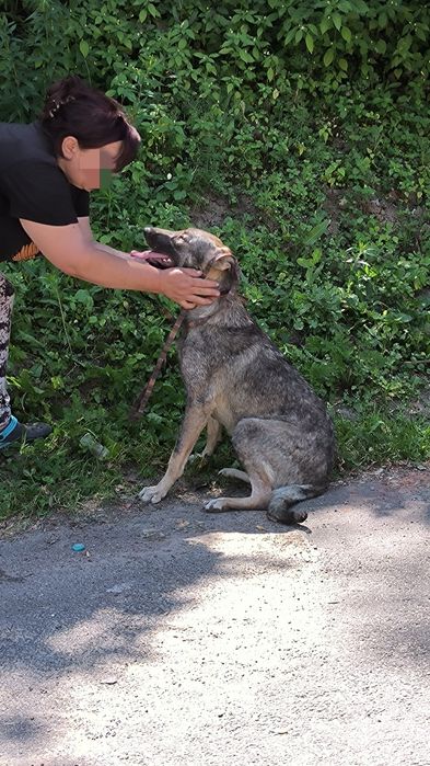 Подаруйте родину дівчинці собака пес дівчинка безкоштовно притулок дім