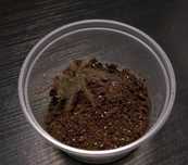 Theraphosa blondi l2/l3