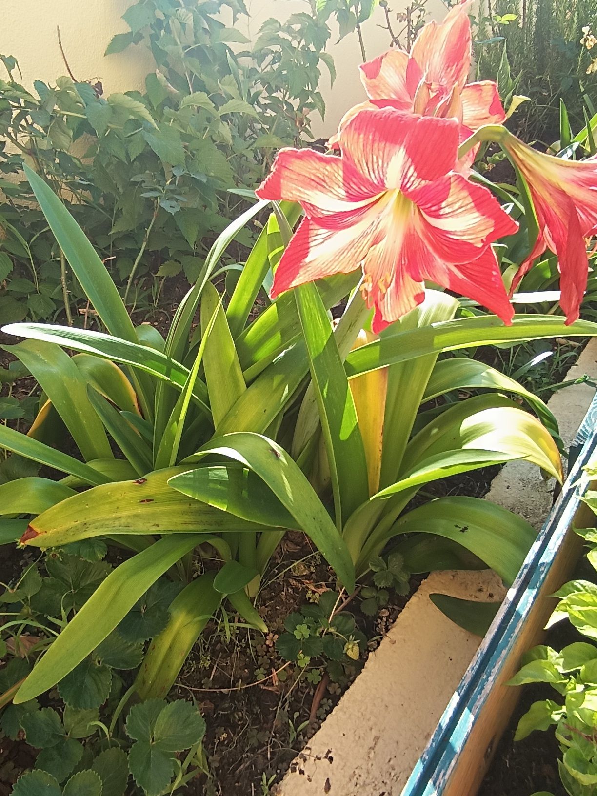 varias plantas .