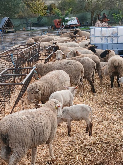 Vendo rebanho de ovelhas