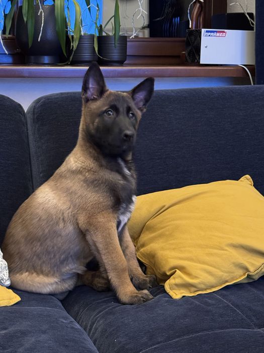 Цуценя Малінуа 2 місяці