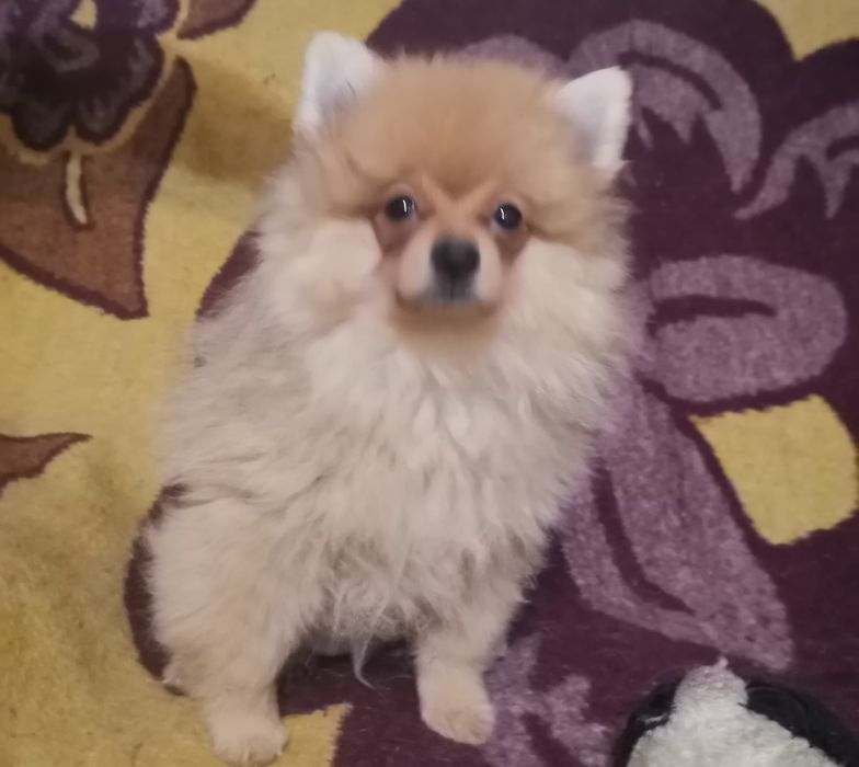 Померанский шпиц