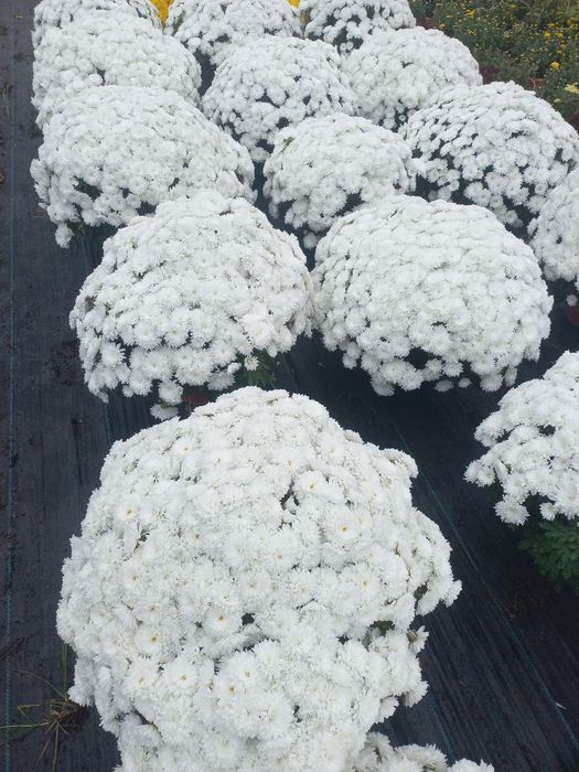 Chryzantemy drobnokwiatowe i wielkokwiatowe