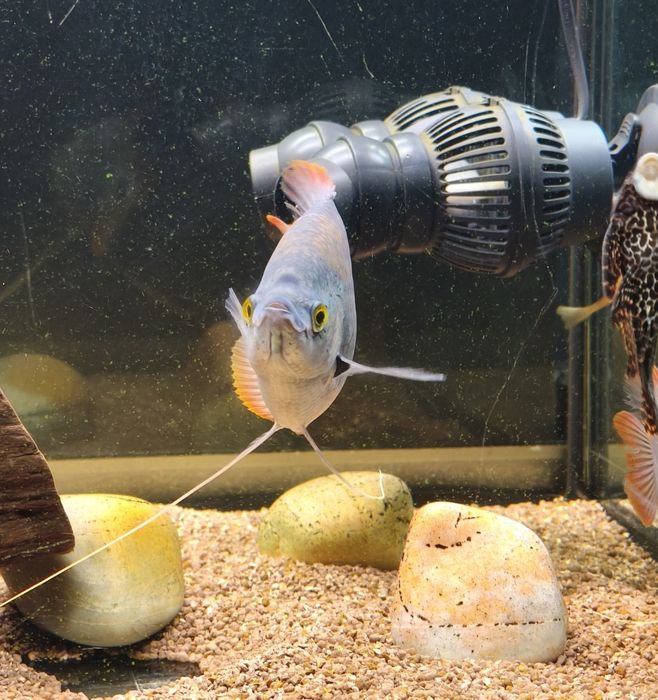 2 Gouramis gigante red tail