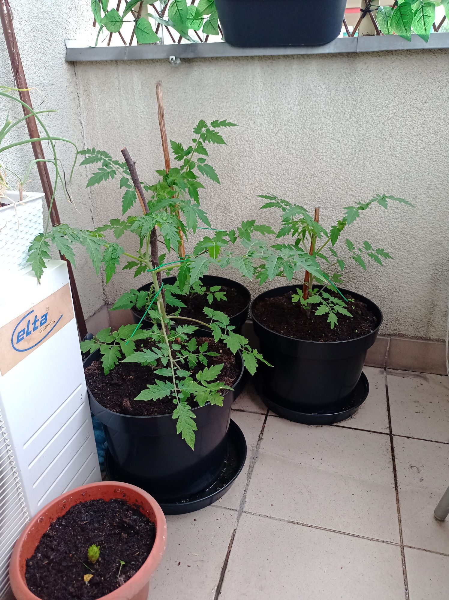 Pomidory koktajlowe w donicy na balkon