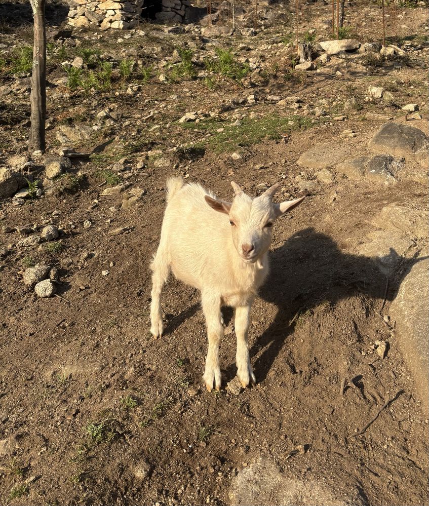 Cabrito anão, branco, macho, 5 meses de idade