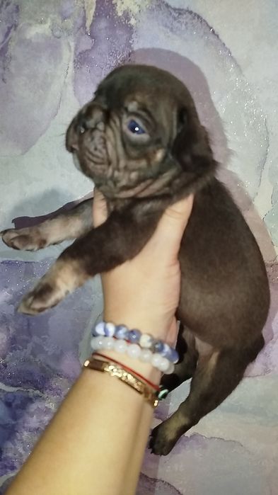 Два хлопчики французький бульдог