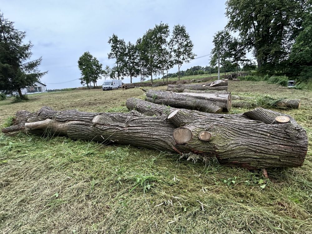 Drzewo dąb i lipa