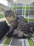 Kotka Maine Coon  Certa. Opcja hodowlana