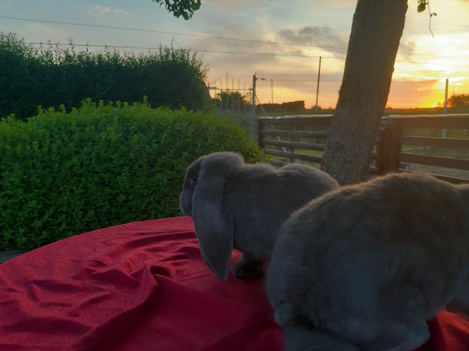 Francuski baran niebieski