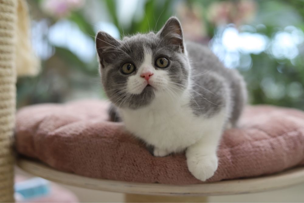 Macho British  Shorthair