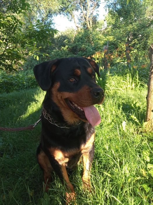 Кобель Ротвейлер ищет даму сердца