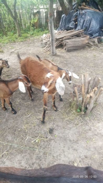 Продам коз дойных,  козлята 3-4 месяца