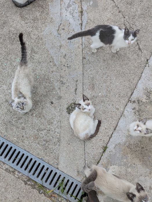 Gatinhos 5 meses muito mimalhos