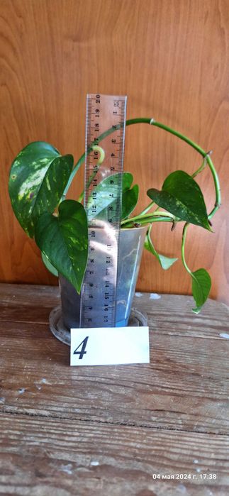 Епипремнум [ епіпремнум] кімнатна ліана