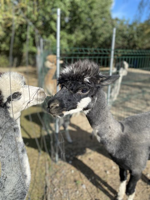 Samiec alpaki na sprzedaż