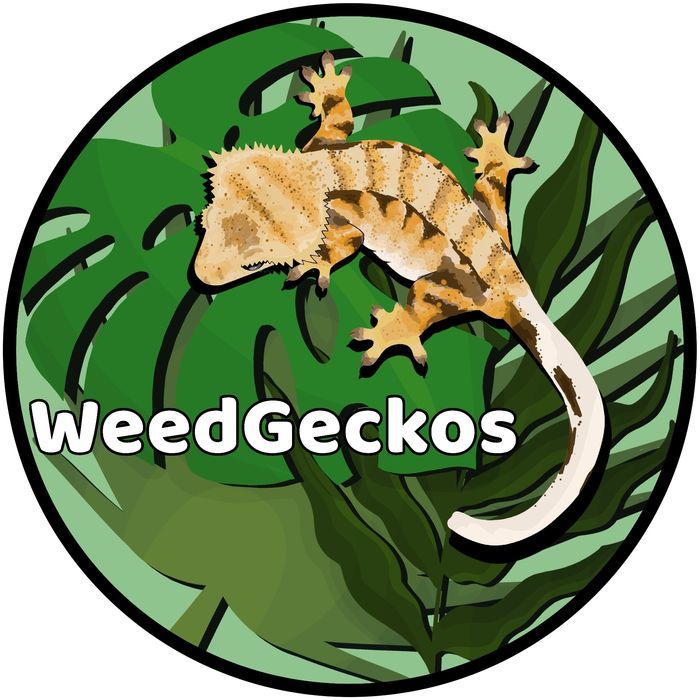 Gekon orzęsiony red/lilly white 20g samczyk WeedGeckos