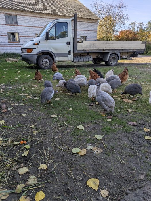 indyki perliczki koguty leghorn