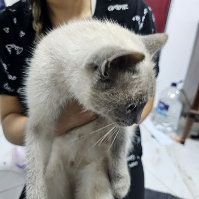 Gatinha para adoção