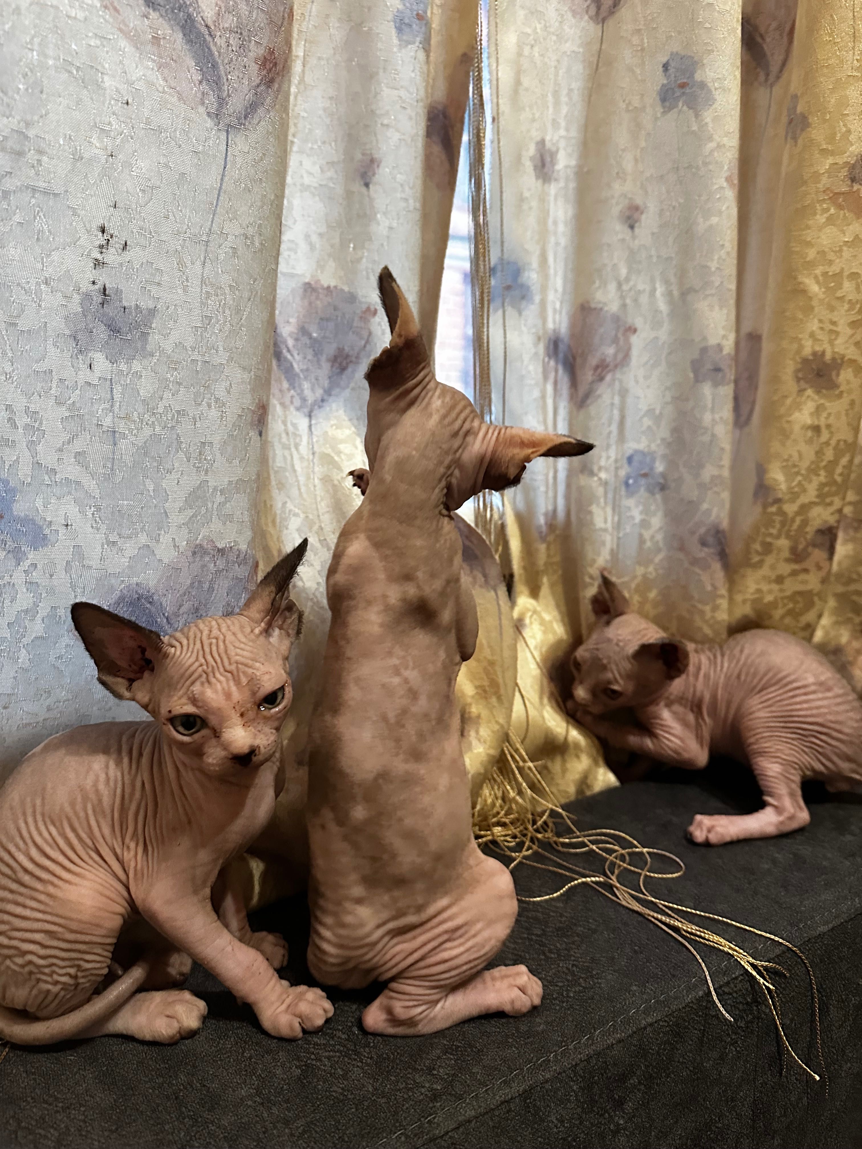 Чудові котята сфінкси