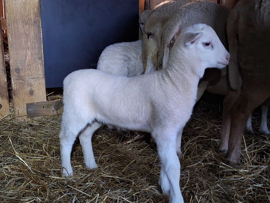 Nolan Owce jagnięta. nolana nolan