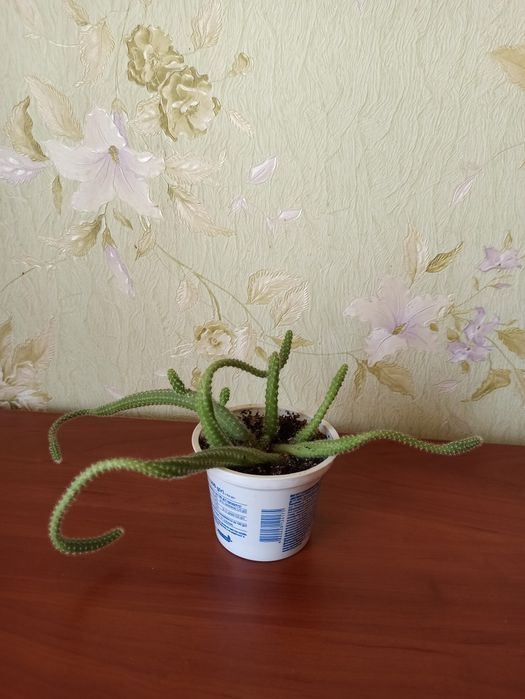 Кактус. Комнатное растение. Подвезу