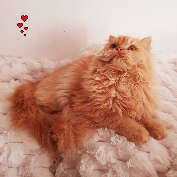 Prześliczny kotek perski, pers, persy, perskie, perska