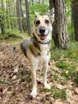 Dostojny pies szuka domu / do adopcji