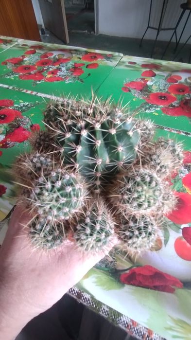 Katus w donice z małymi .