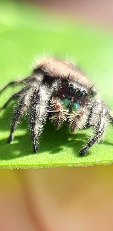 Skakun Phidippus audax bryantae Oregon L3-L4