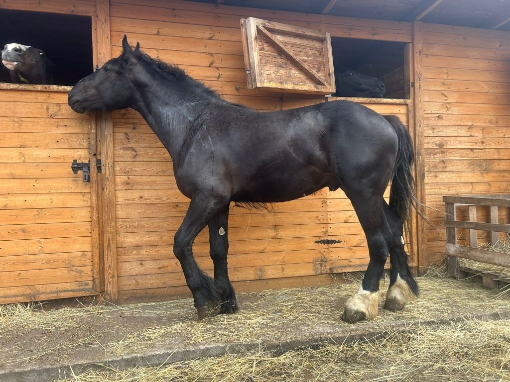 Koń  Ogier Zimnokrwisty 2 lata