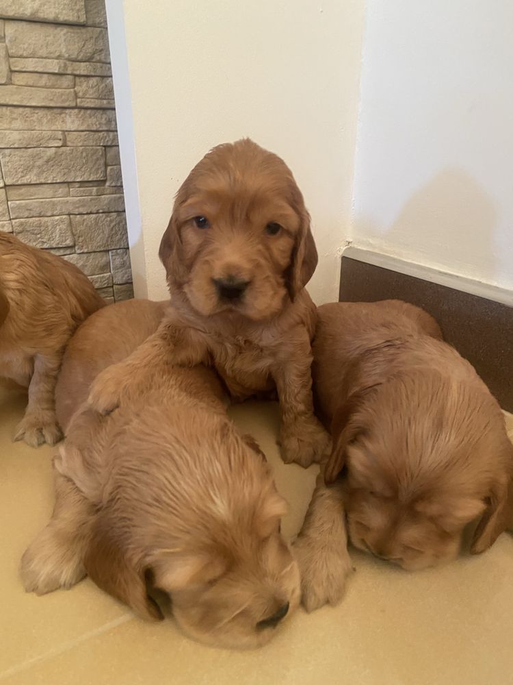 Szczenię cocker spaniel angielski