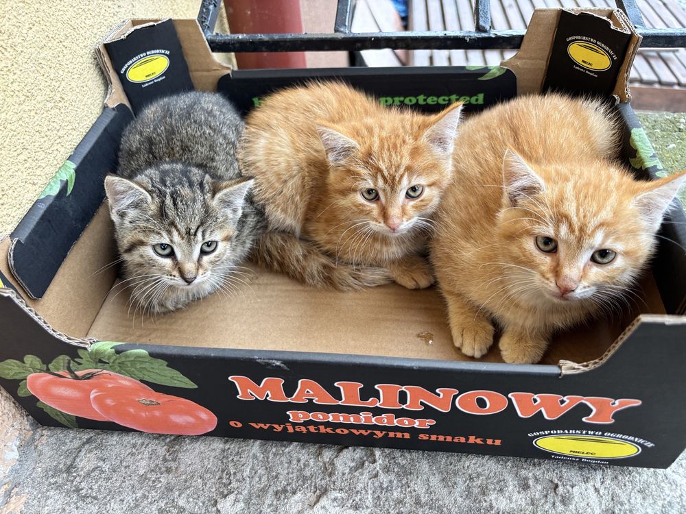 Kotki śliczne oswojone  ur. 8 maja