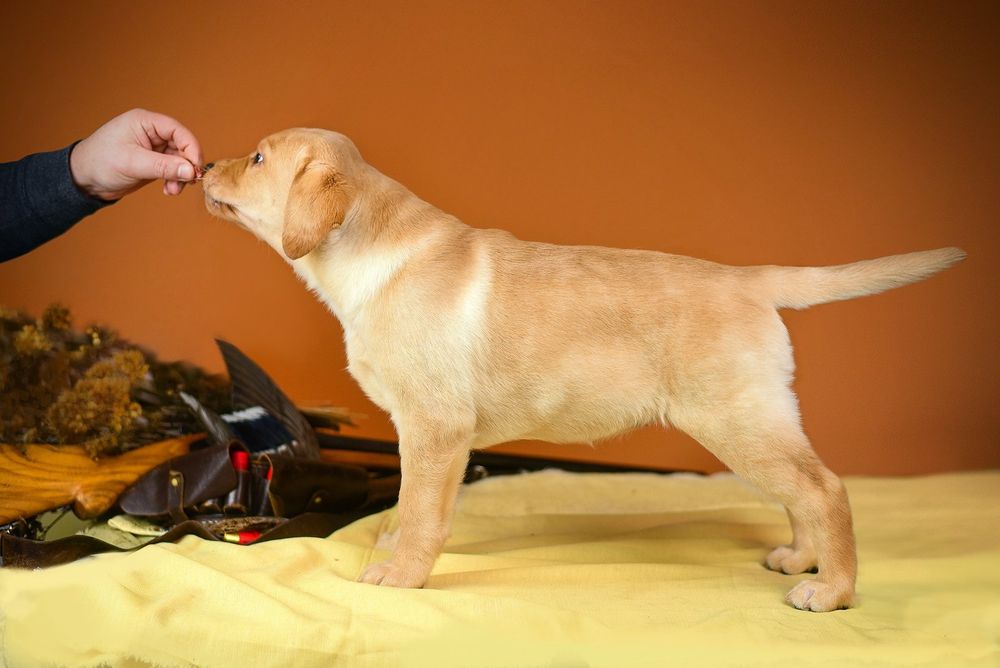 Лабрадор ретривер!