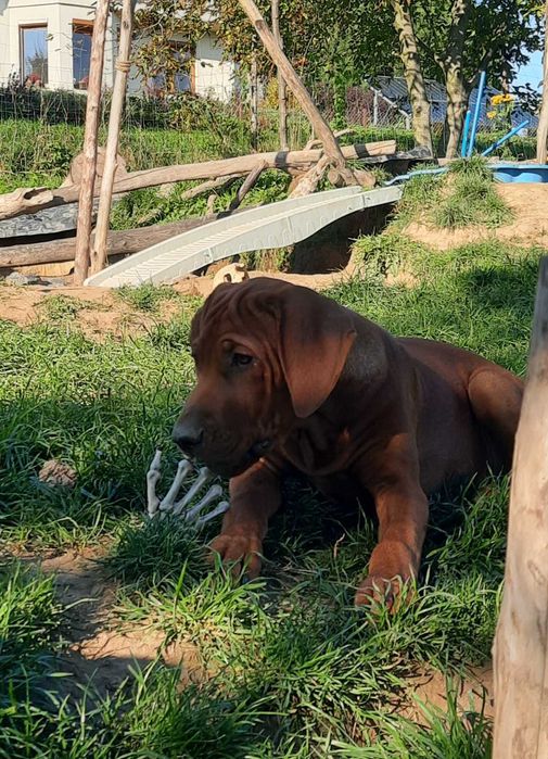 Wyjątkowy Rhodesian Ridgeback ZKwP/FCI – szczeniak z top rodowodem