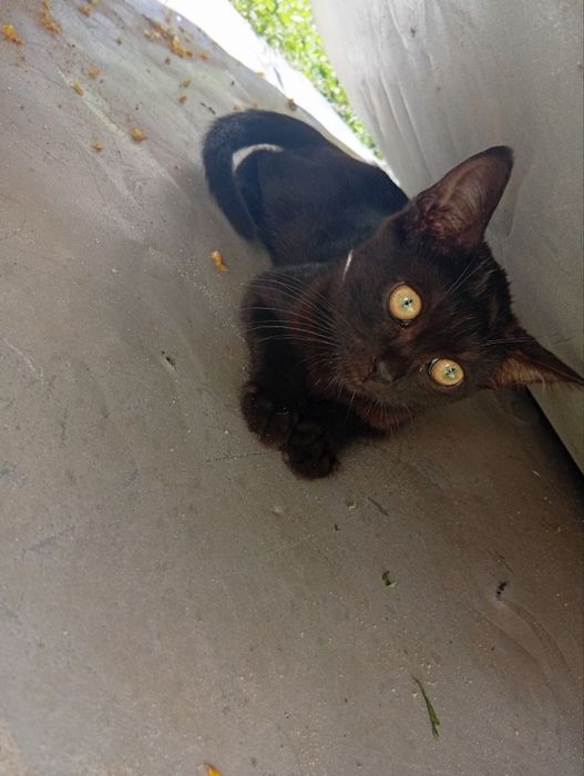 Віддам котеня хлопчика в добрі руки