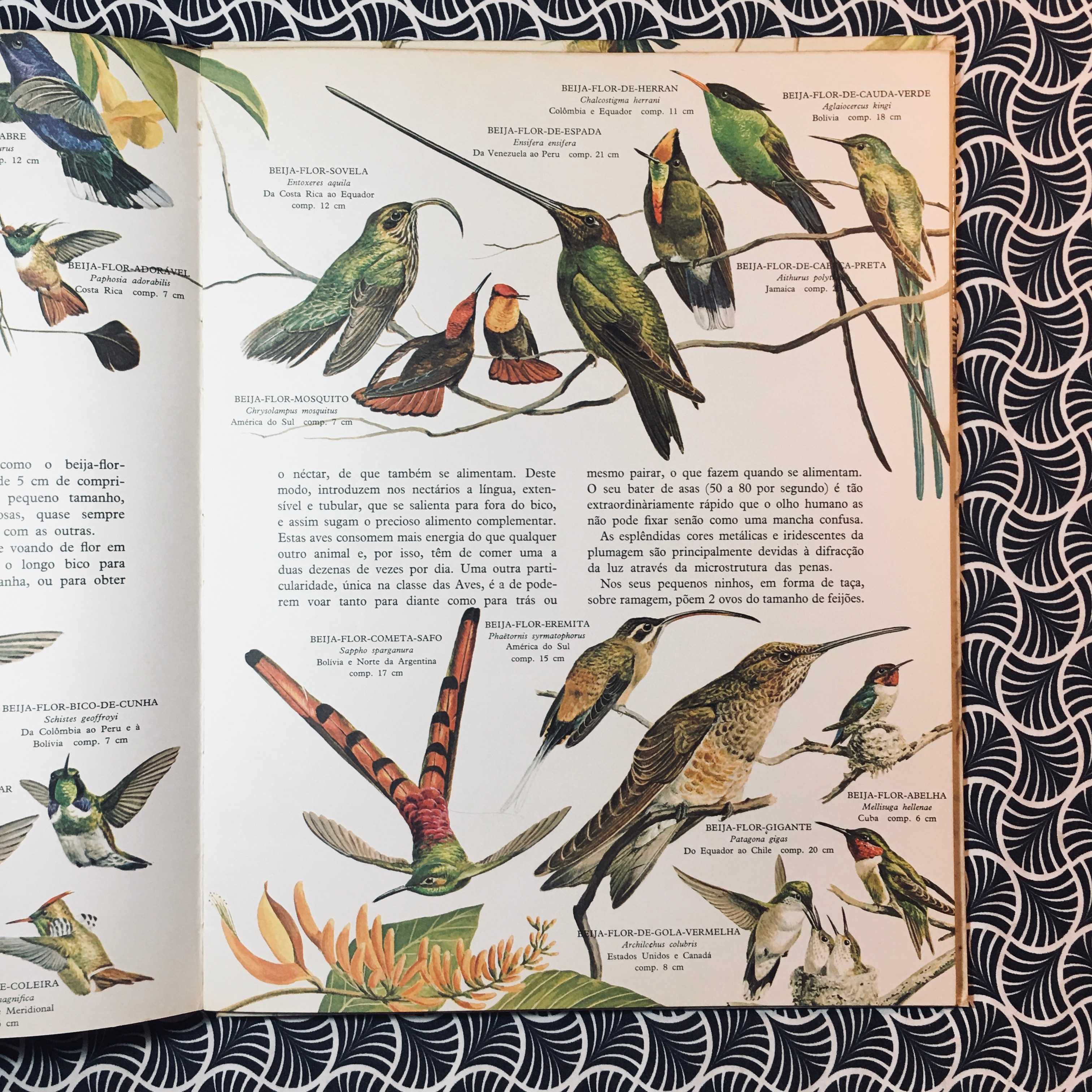 O Grande Livro das Aves - Robert Porter Allen