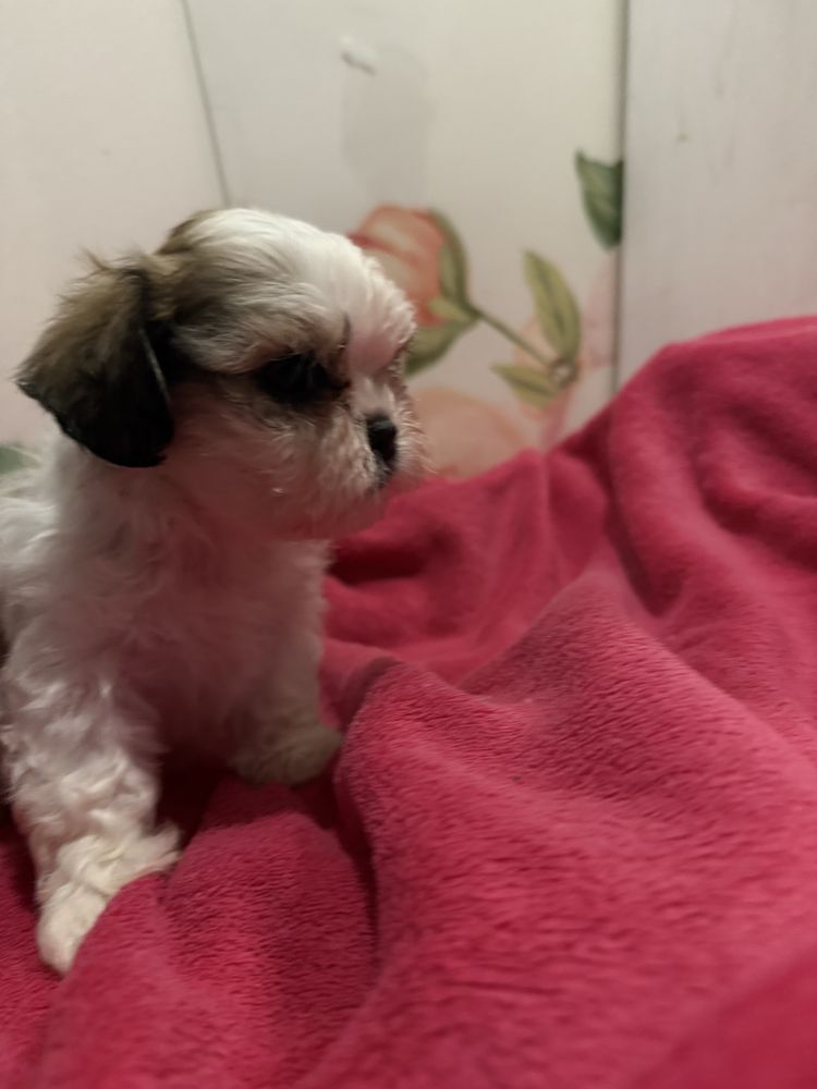 Shih tzu suczka z rodowodem