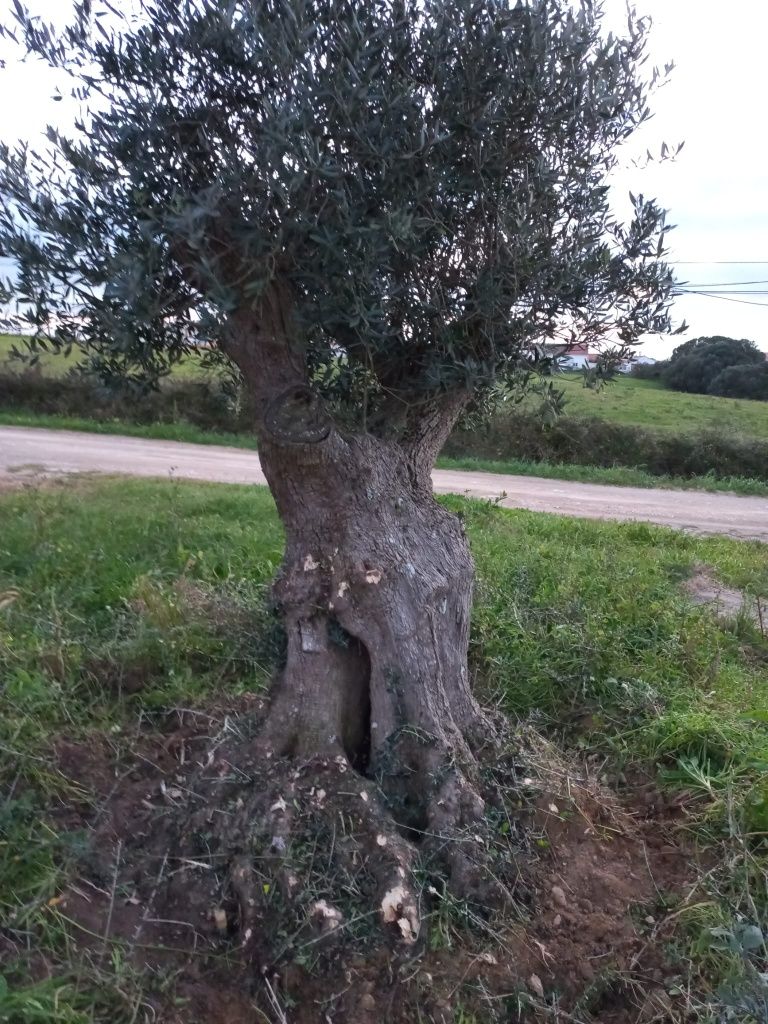 Oliveiras centenárias